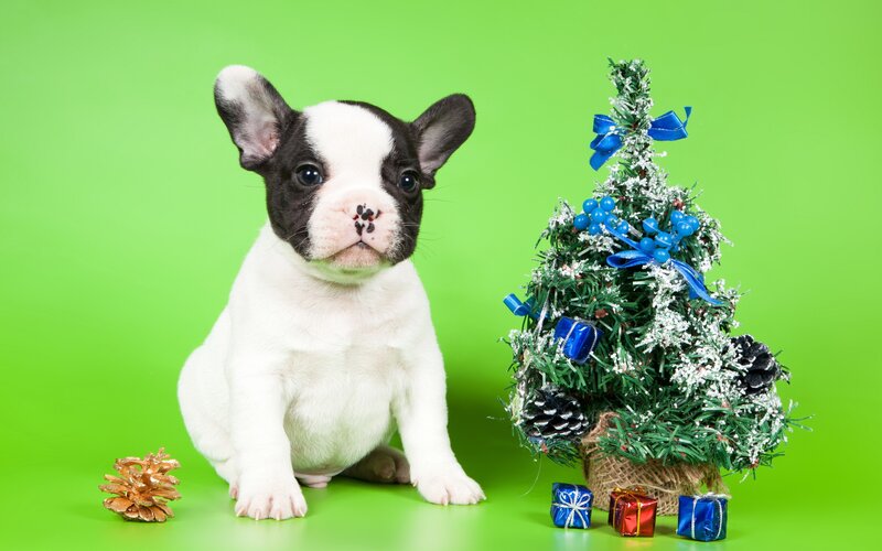 French Bulldog Puppy — Green, Festive