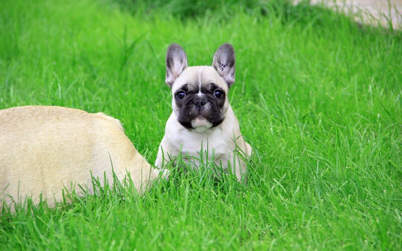 French Bulldog Puppy — Green