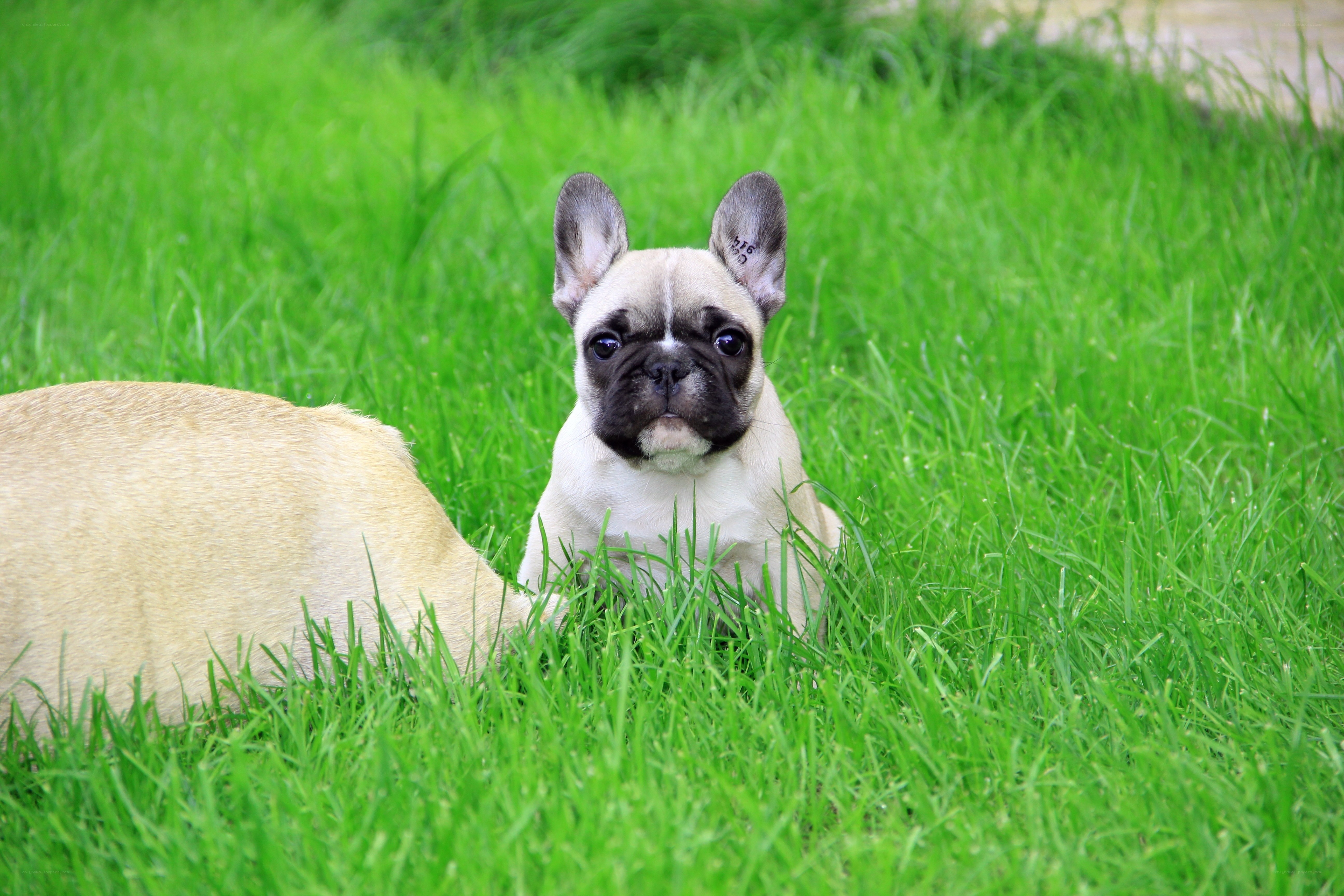 French bulldog puppy in grass