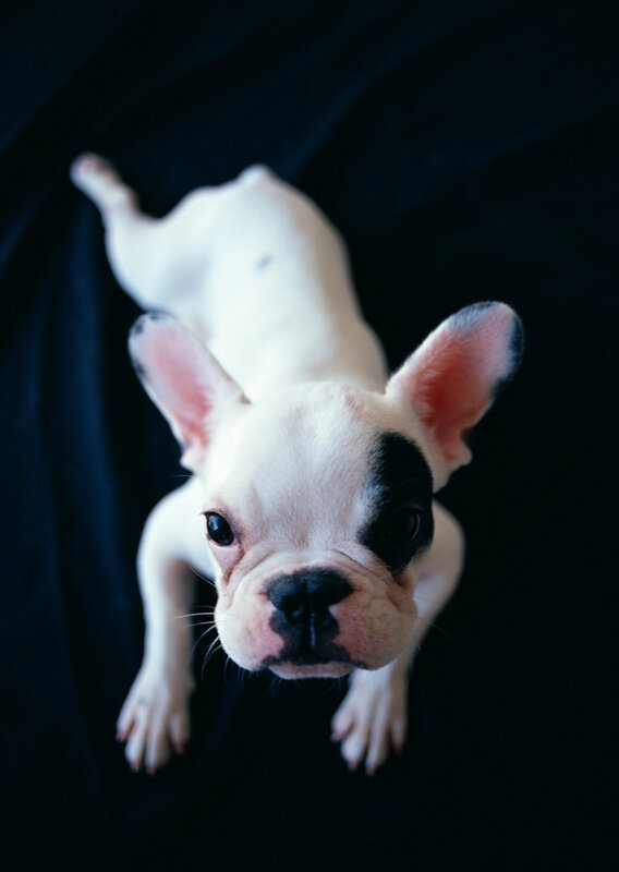 French bulldog puppy looking up