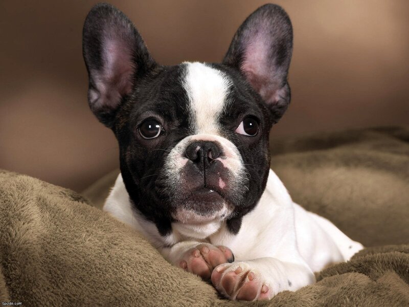 French bulldog puppy on blanket