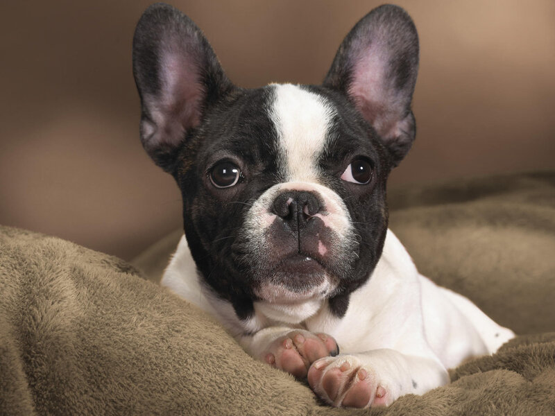 French bulldog puppy on blanket