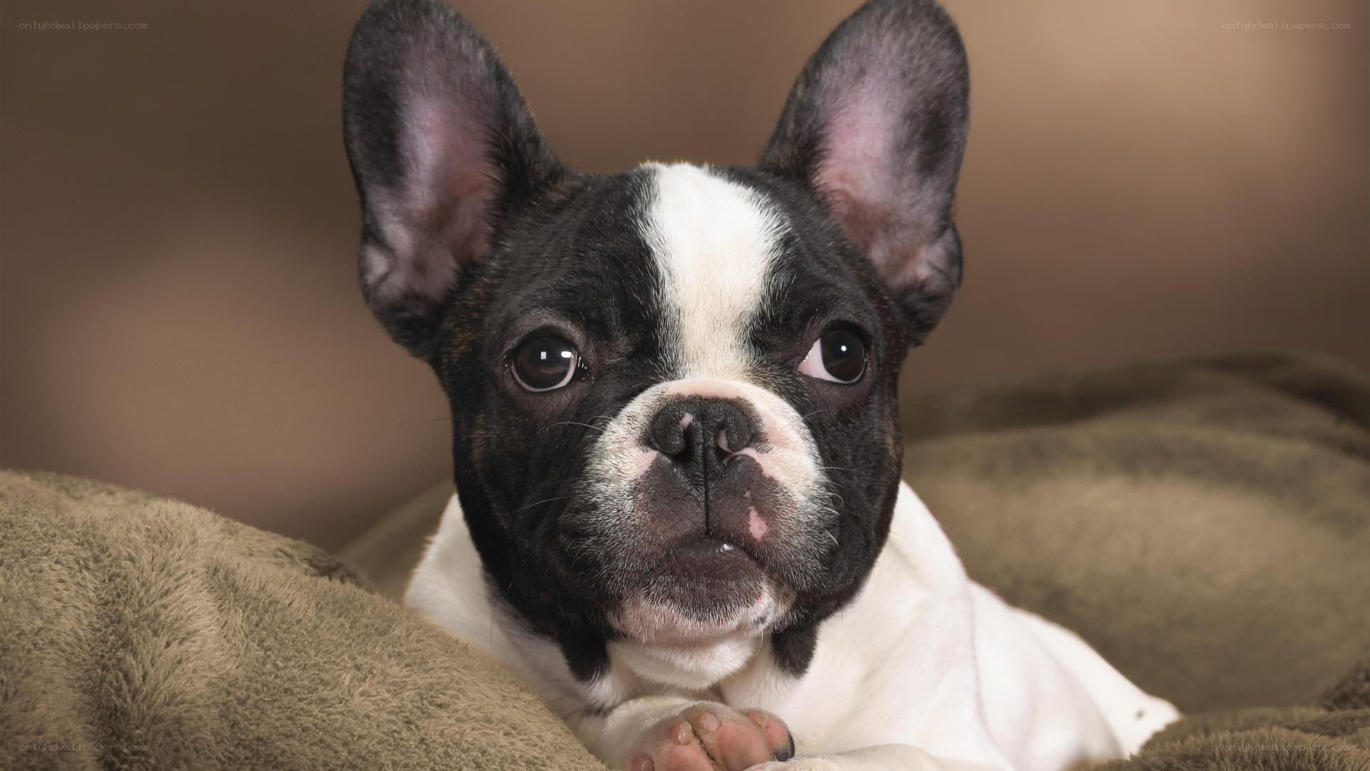 French bulldog puppy on blanket
