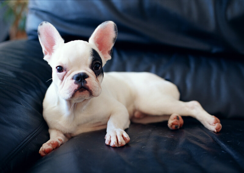 French bulldog puppy on couch