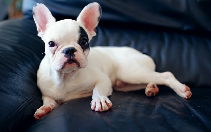French bulldog puppy on couch