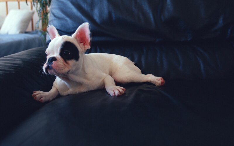 French bulldog puppy on couch