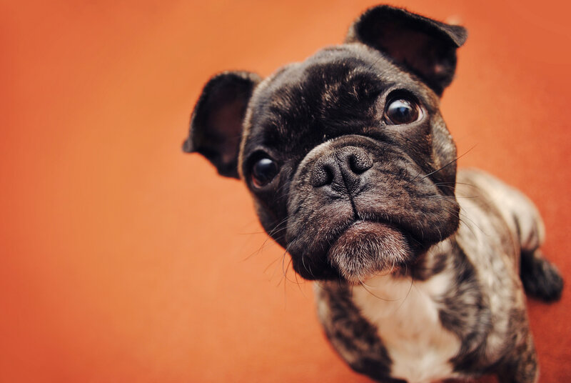 French Bulldog Puppy — Orange