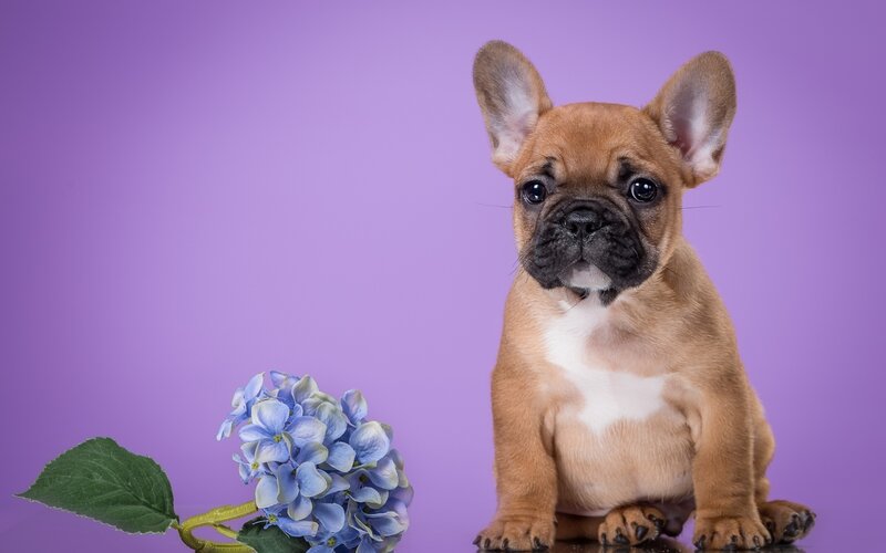 French Bulldog Puppy — Purple, Calm, Photograph, Flower