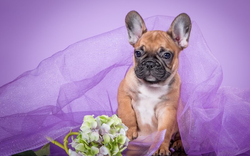 French Bulldog Puppy — Purple, Calm