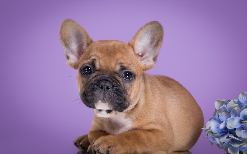 French Bulldog Puppy — Purple