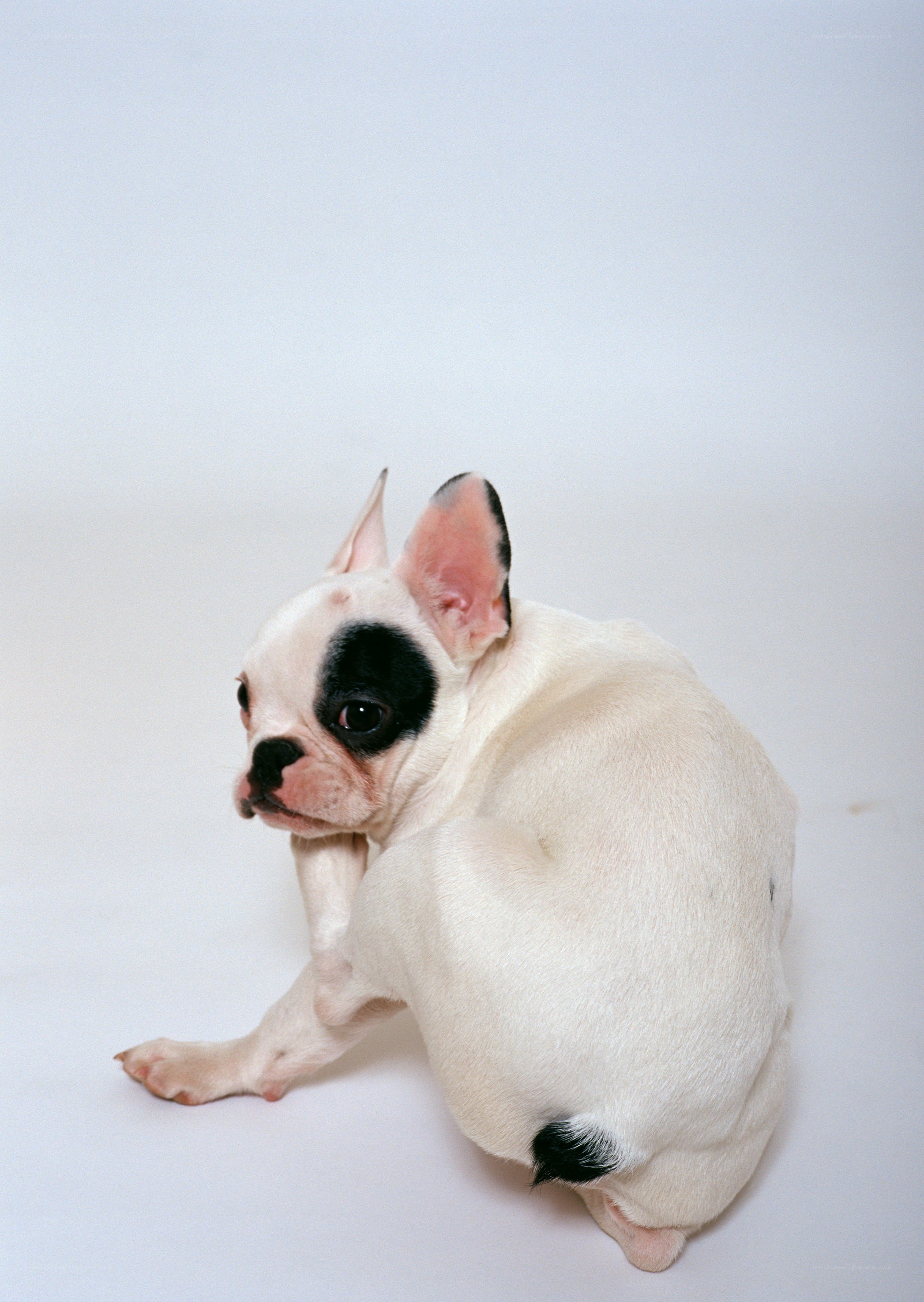 French bulldog puppy scratching