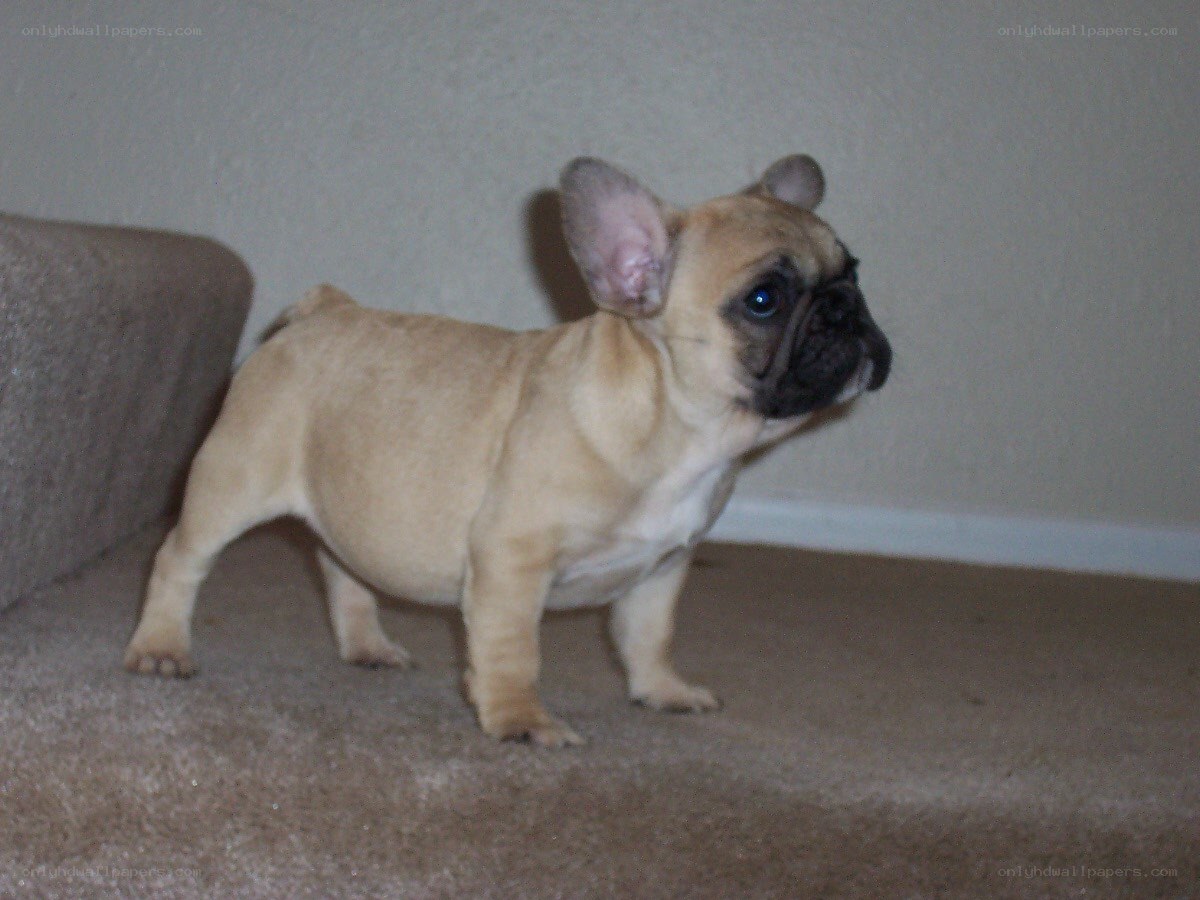 french bulldog puppy standing