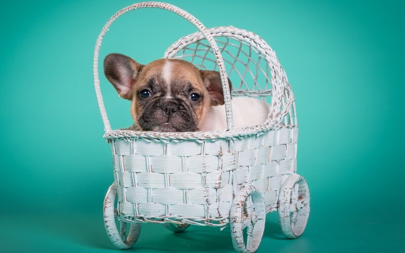 French Bulldog Puppy — Teal