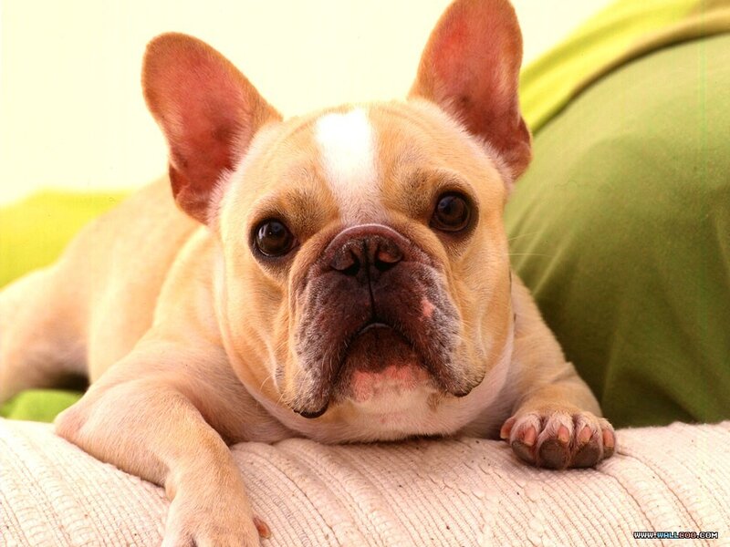 French Bulldog Puppy