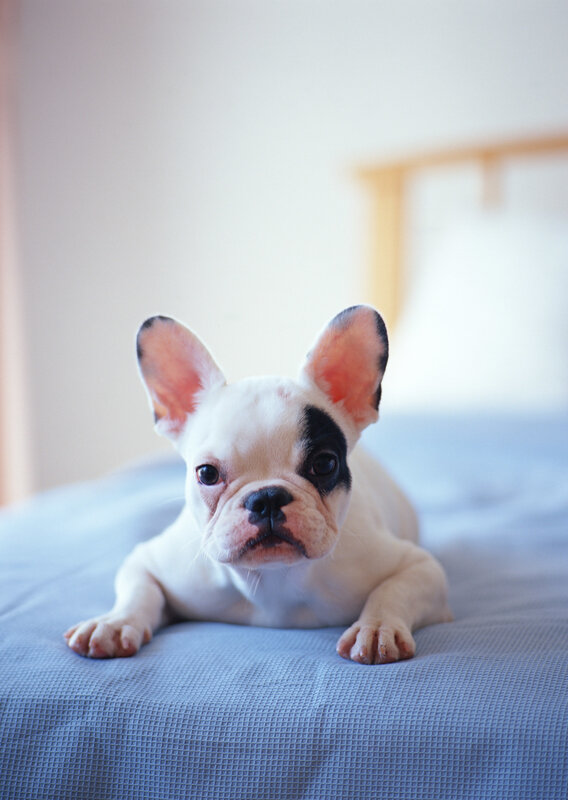French Bulldog Puppy — White, Calm, Photograph, Bed