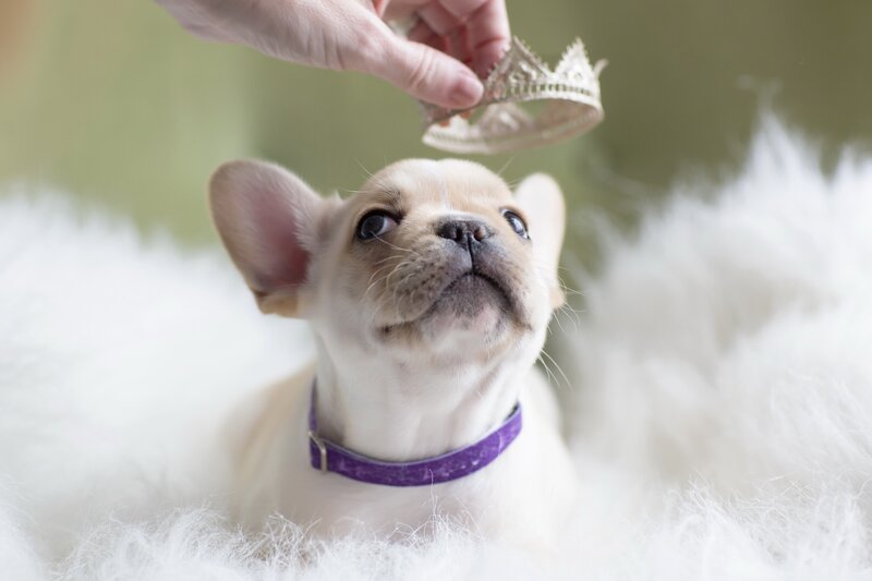 French Bulldog Puppy — White, Calm, Photograph