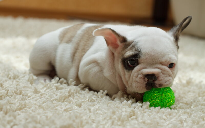 French Bulldog Puppy — White, Calm