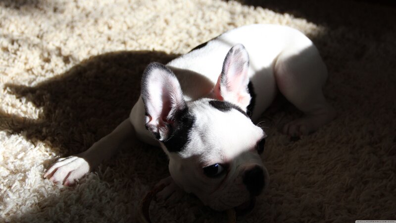 French Bulldog Puppy — White, Dramatic