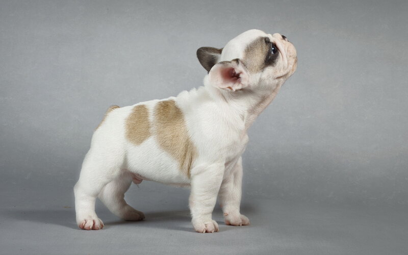 French Bulldog Puppy — White, Neutral, Photograph, Gray Background