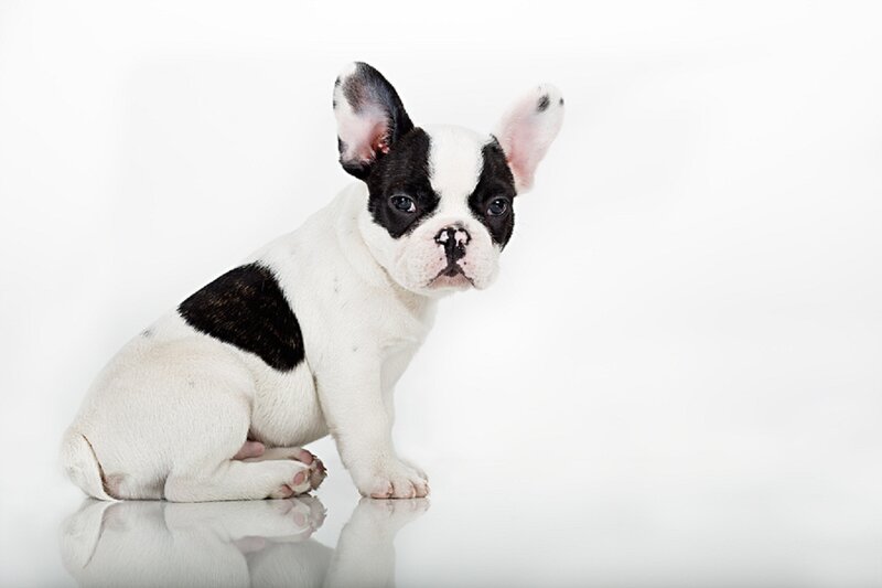 French Bulldog Puppy — White, Neutral