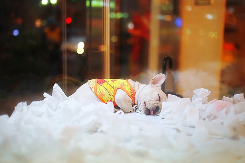 French Bulldog Puppy — White, Peaceful