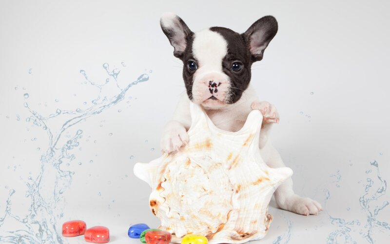 French Bulldog Puppy — White, Playful