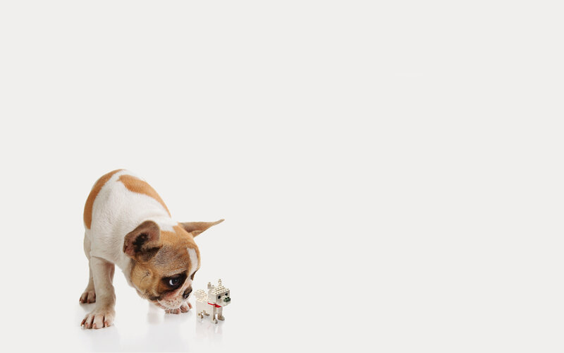 French Bulldog Puppy — White