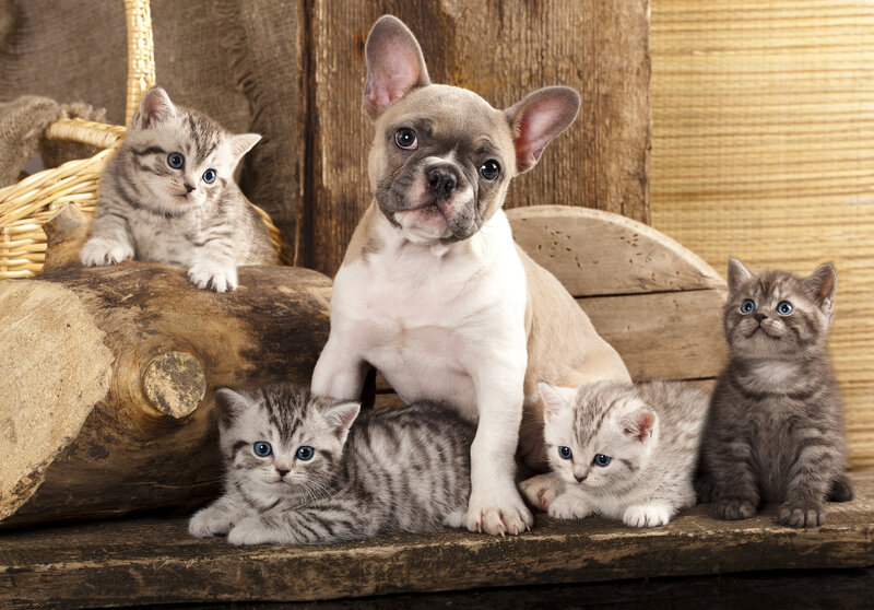 French Bulldog Puppy with Kittens