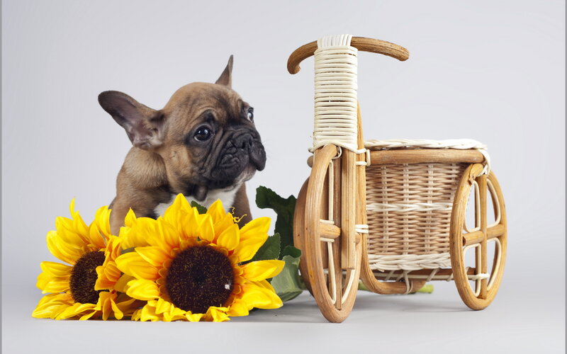 French Bulldog Puppy — Yellow