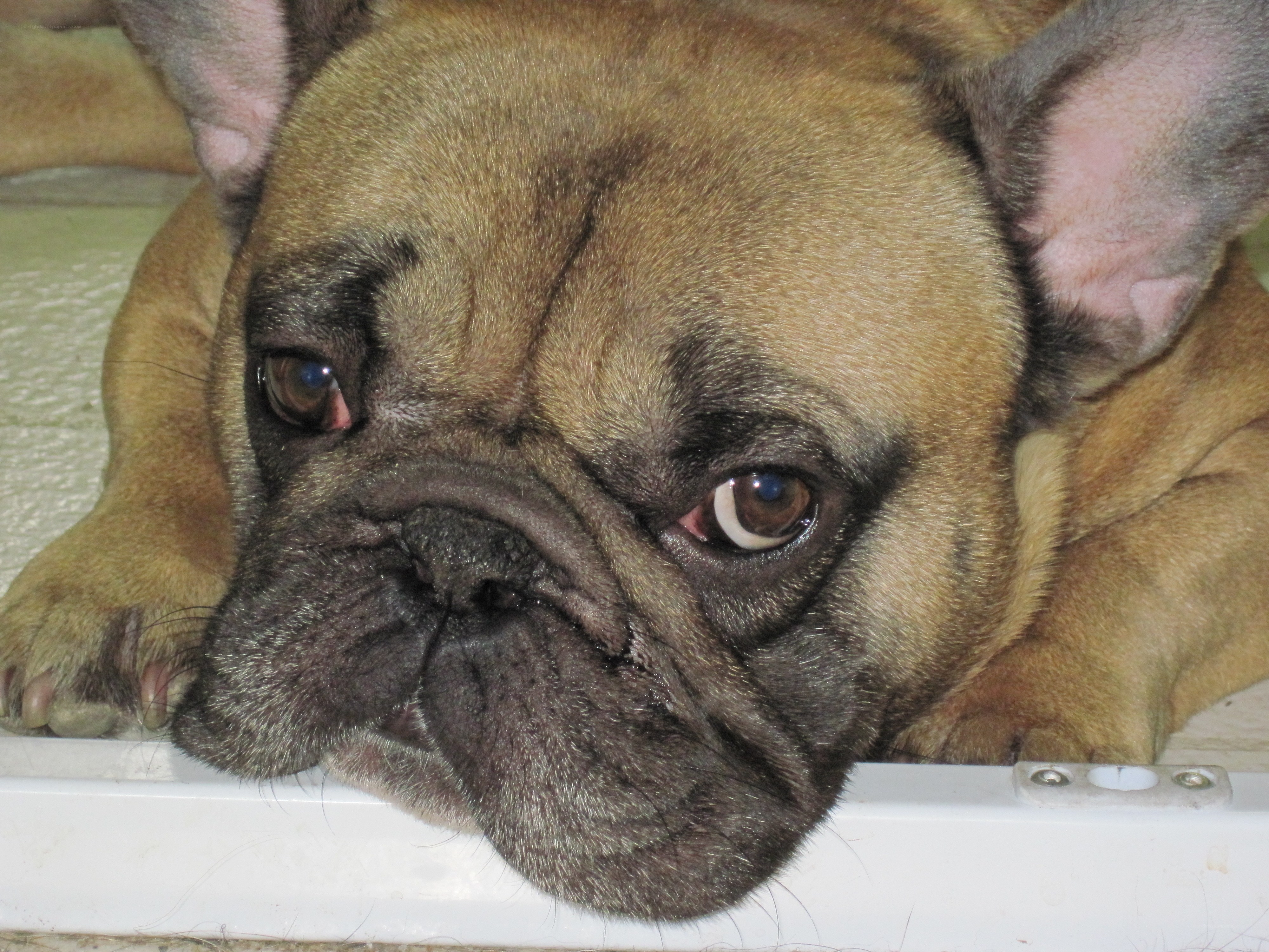 French bulldog resting on a surface