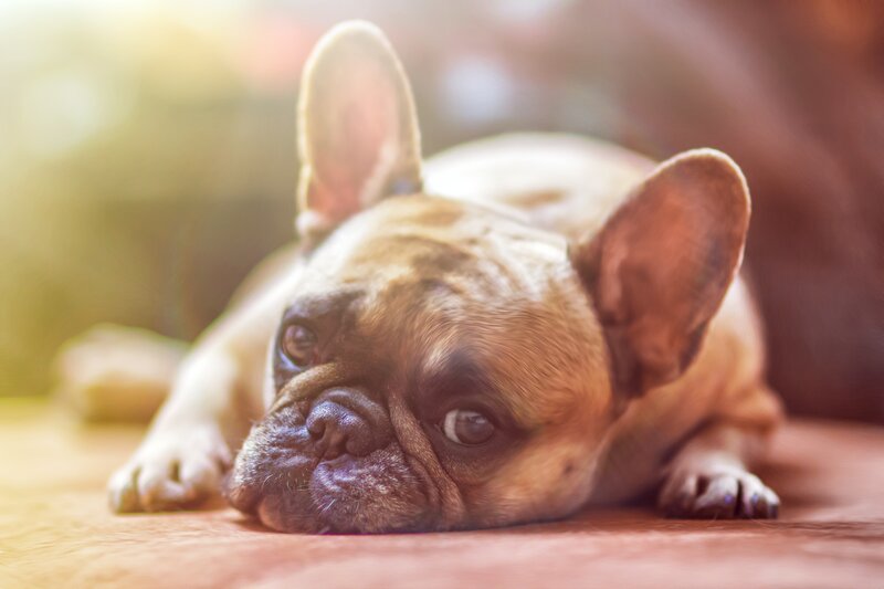 French bulldog resting on floor
