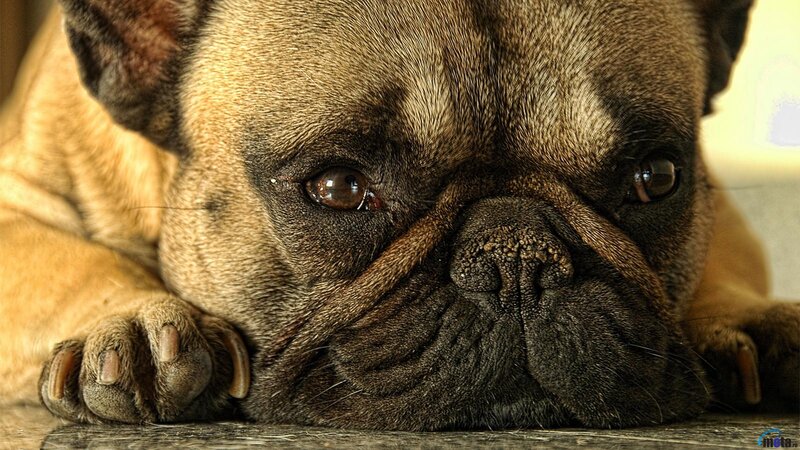 French Bulldog Resting
