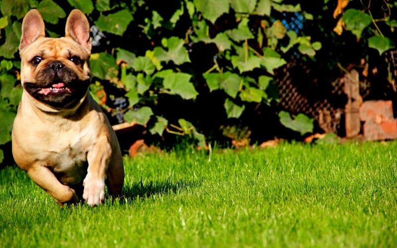 French Bulldog Running