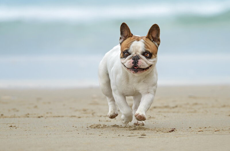 French Bulldog Running — White