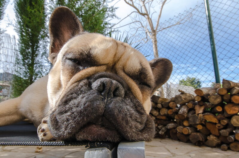 French Bulldog Sleeping