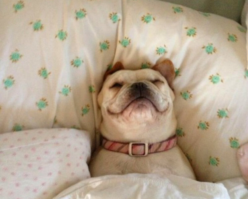 French Bulldog Sleeping — White