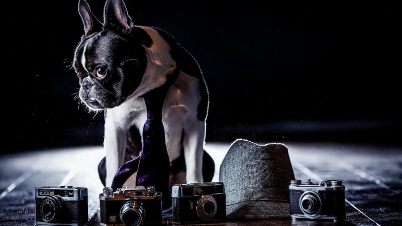 French Bulldog with Cameras — Black