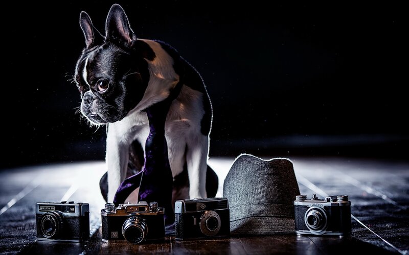 french bulldog with vintage cameras