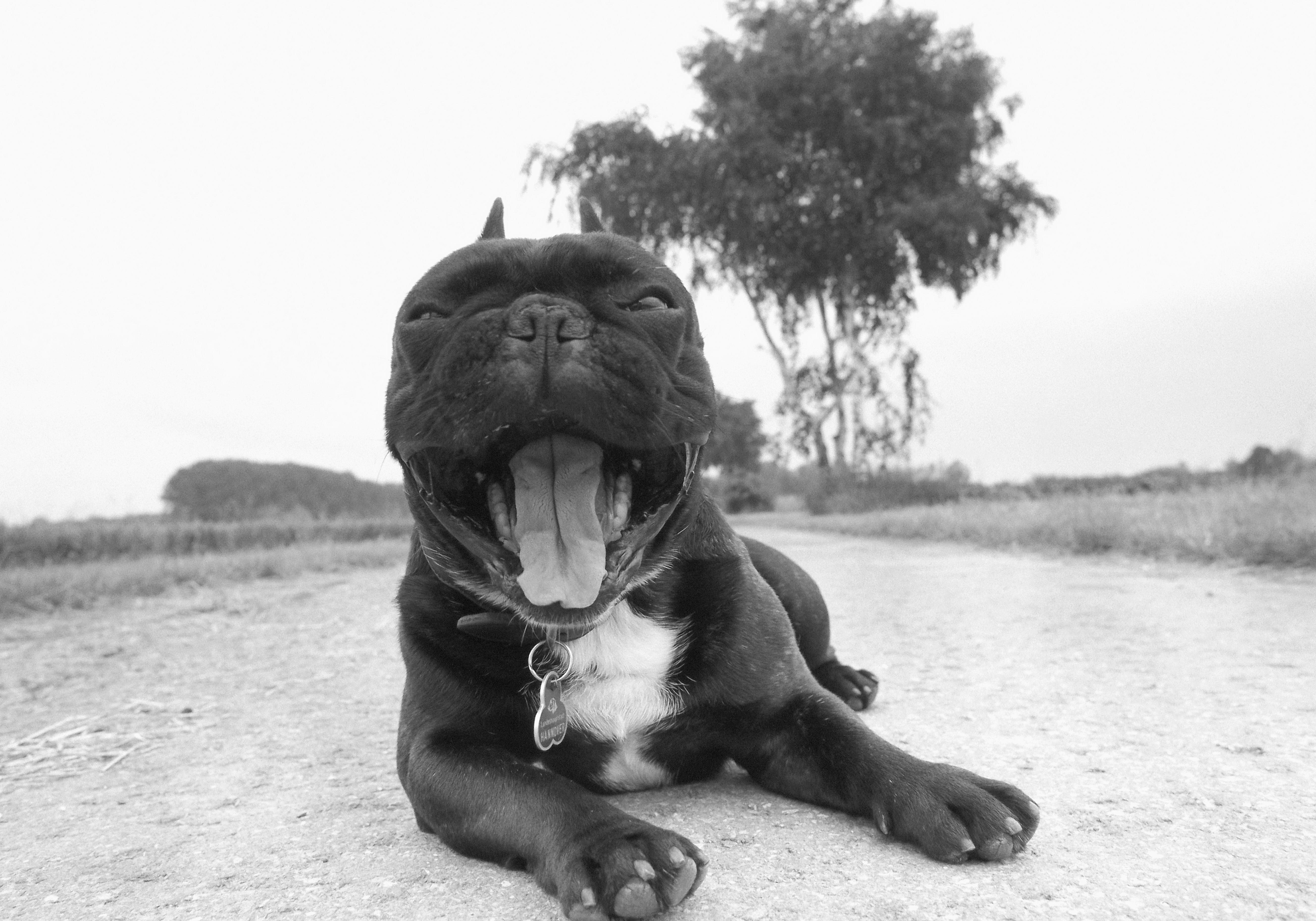 French bulldog yawning on road
