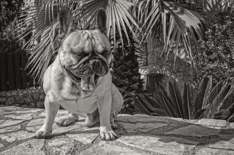 French Bulldog Yawning