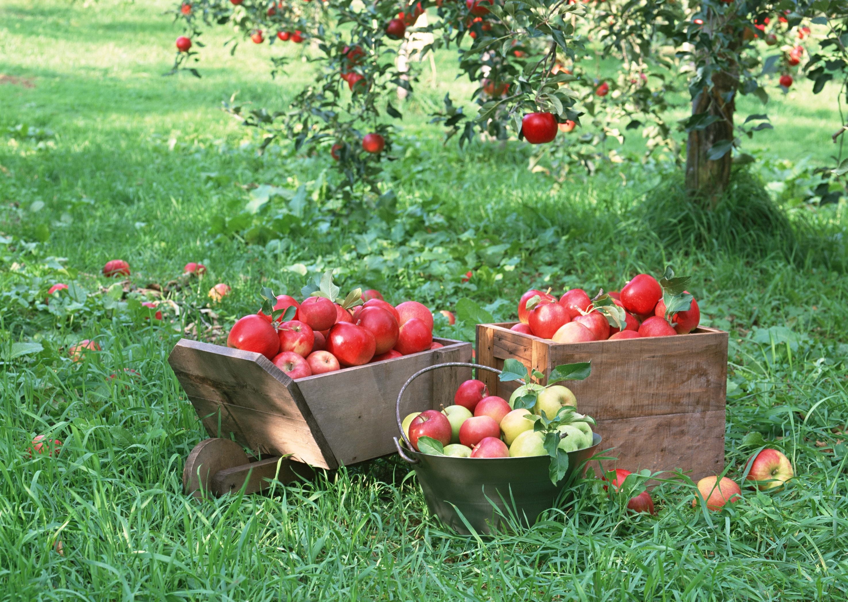 Fresh apples in a garden