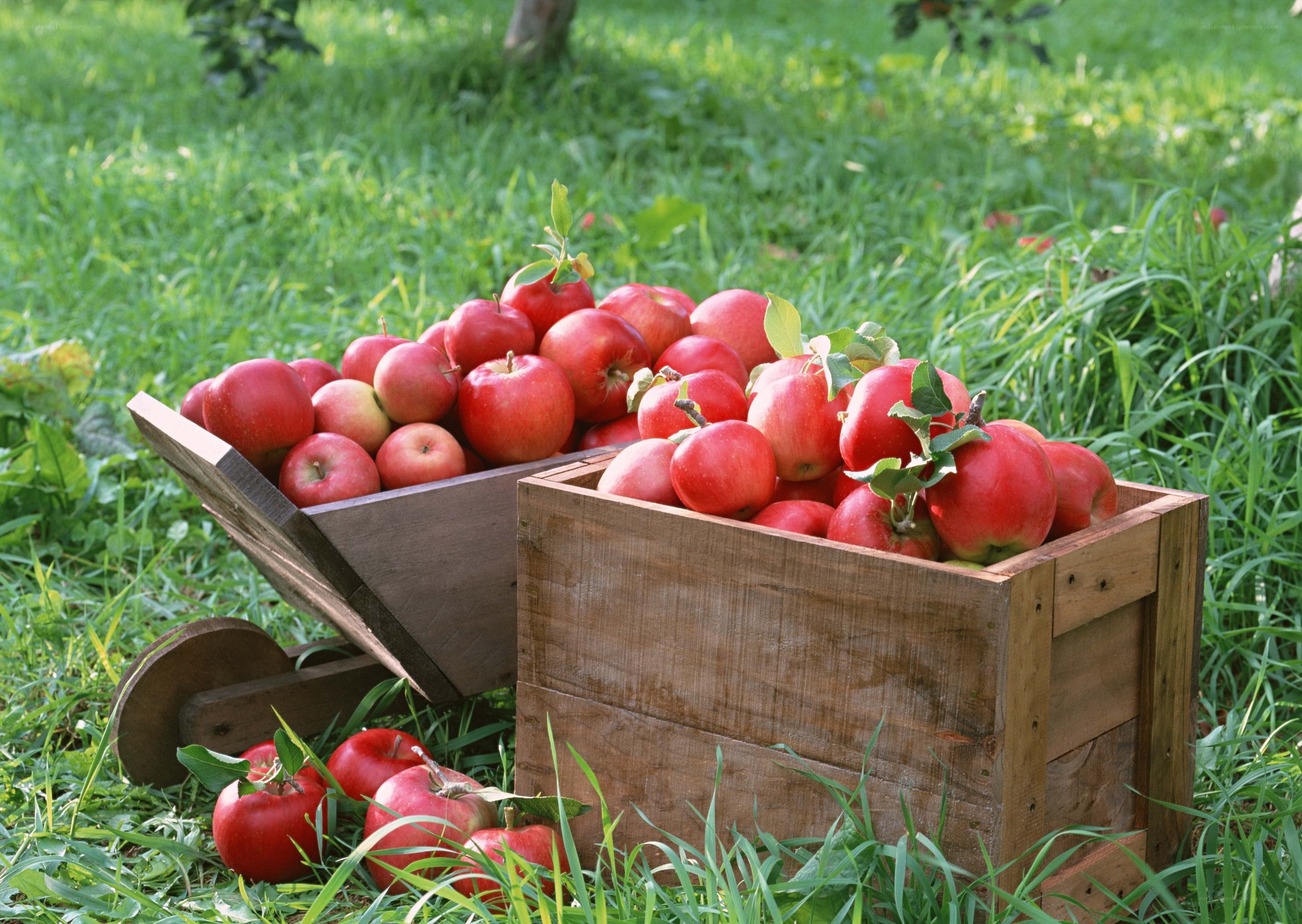 Fresh apples in wooden crates