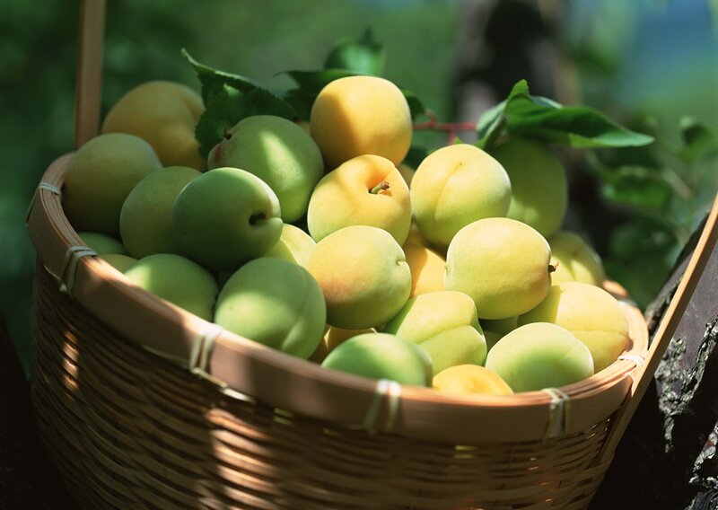 Fresh apricots in a basket