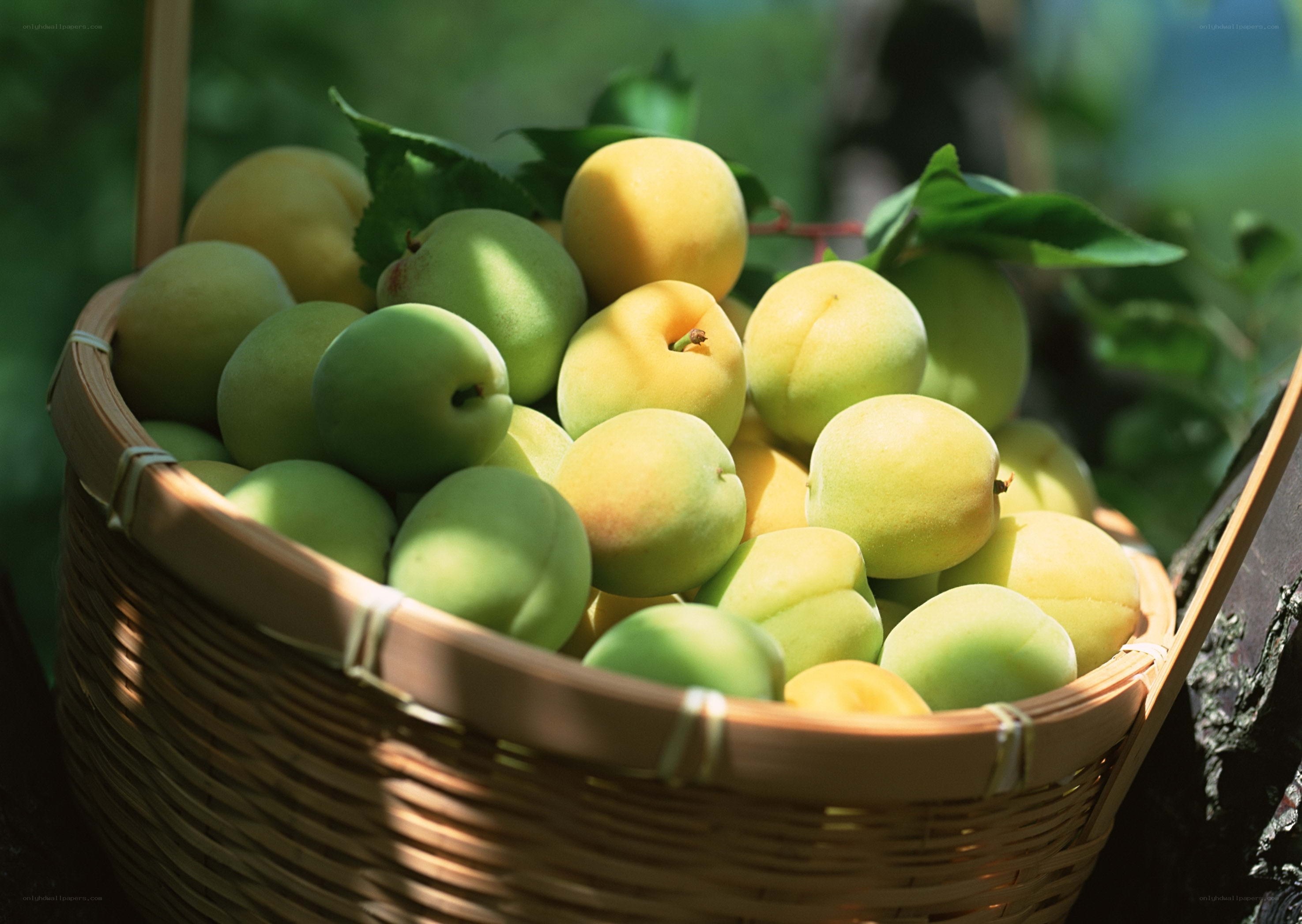 Fresh apricots in a basket