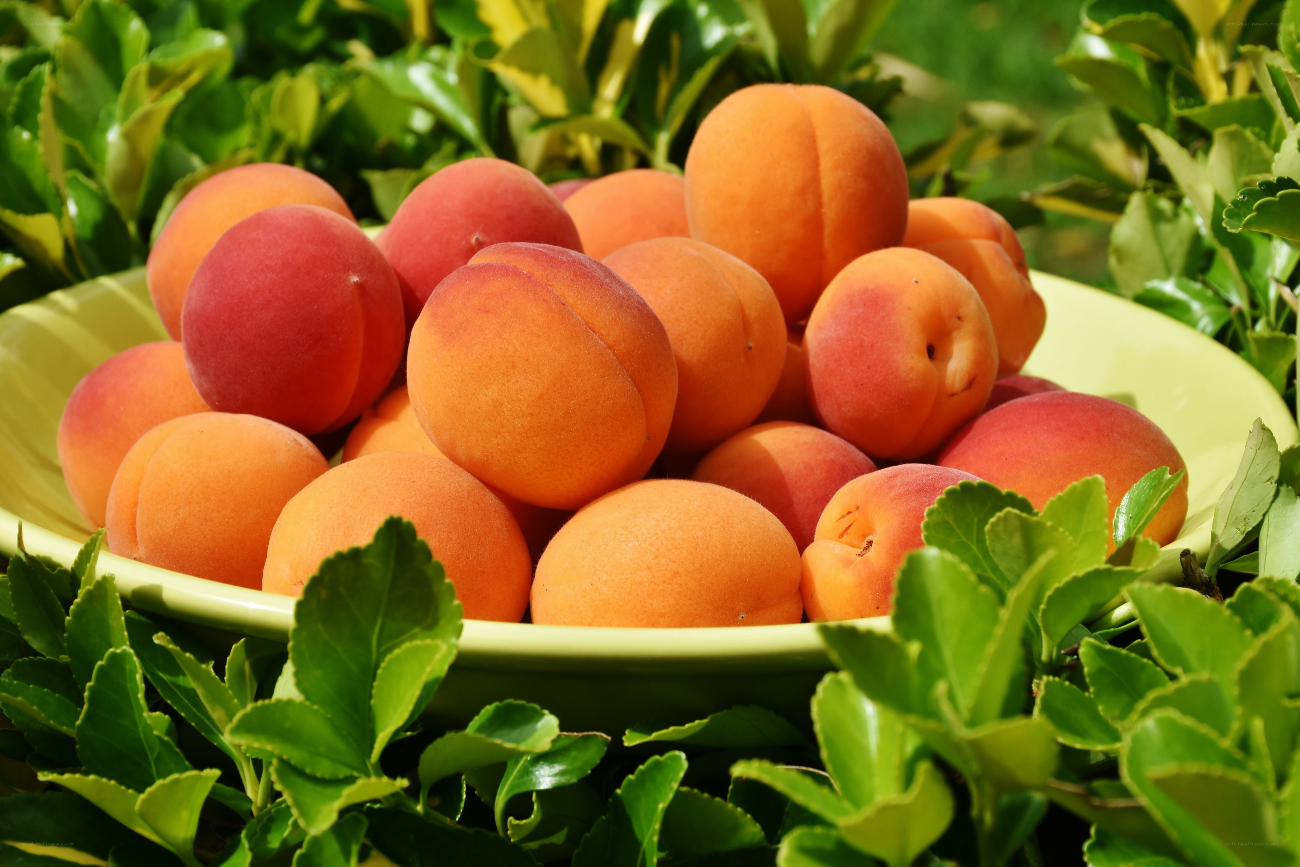 Fresh apricots in a bowl