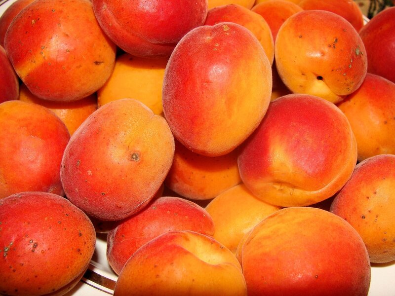 Fresh apricots in a pile