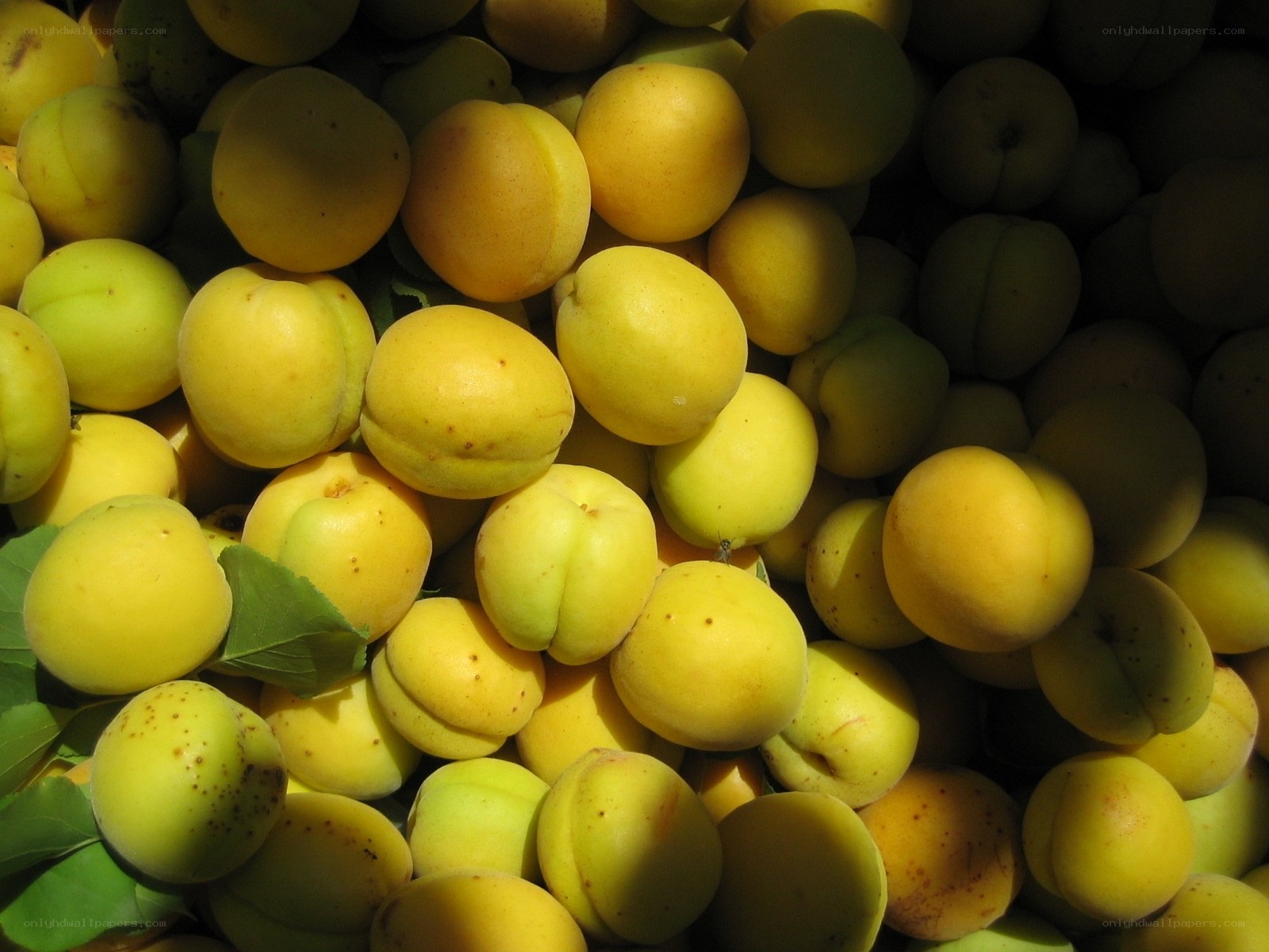 fresh apricots in a pile