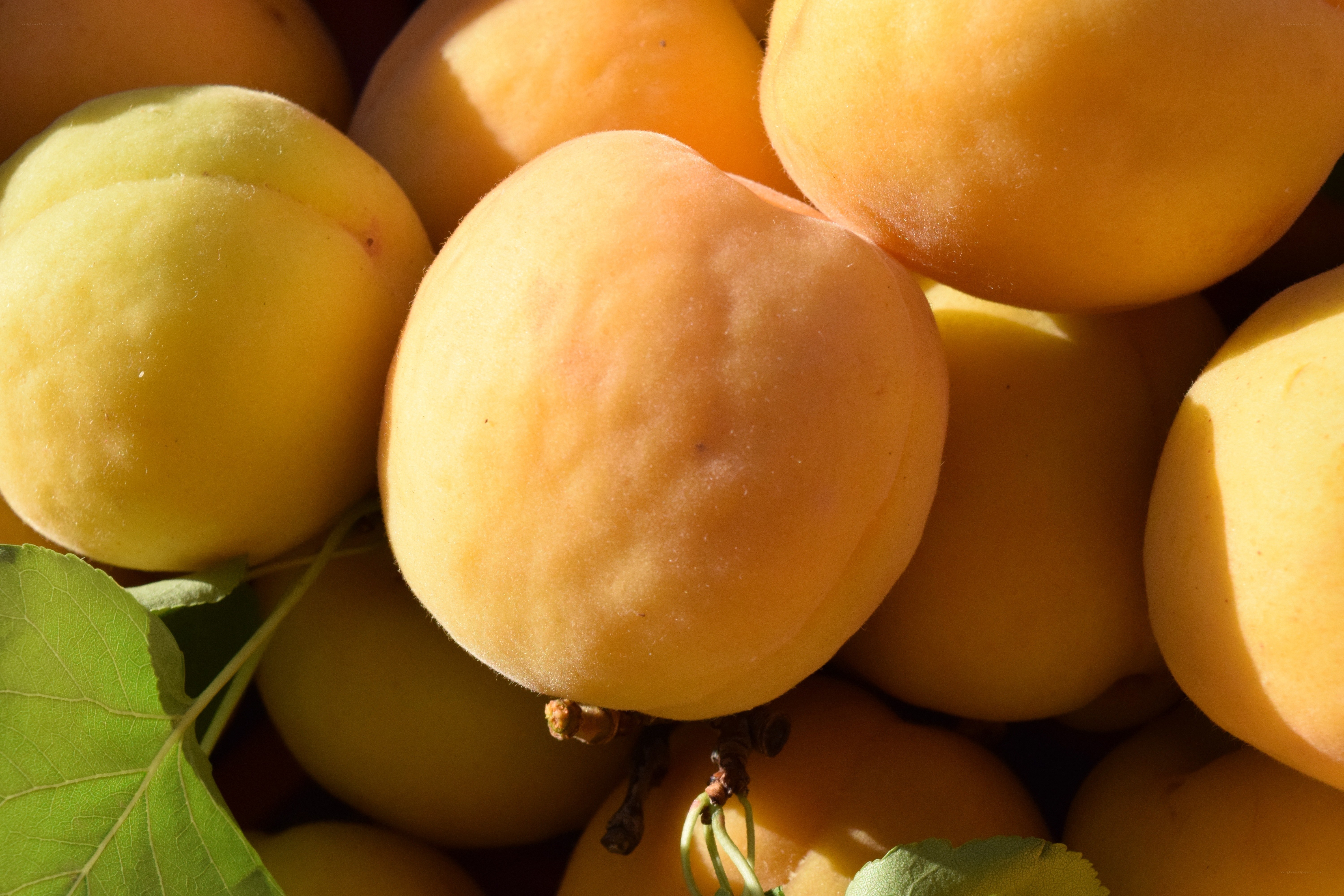 fresh apricots in sunlight