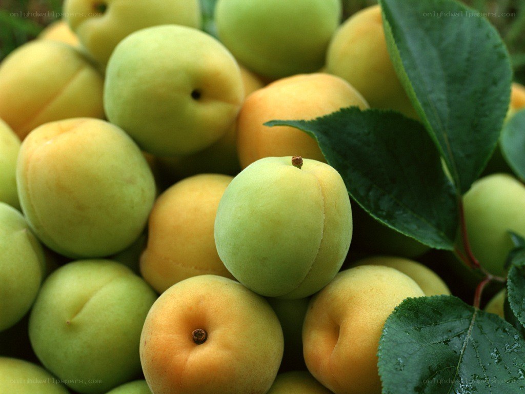fresh apricots with leaves