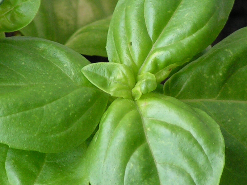 fresh basil leaves